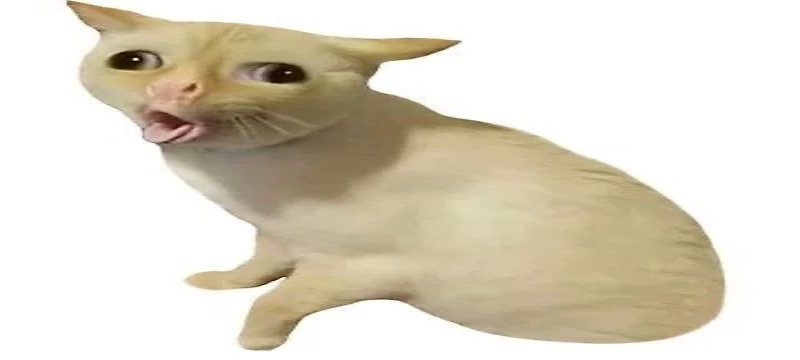 hình mèo meme bựa đáng yêu