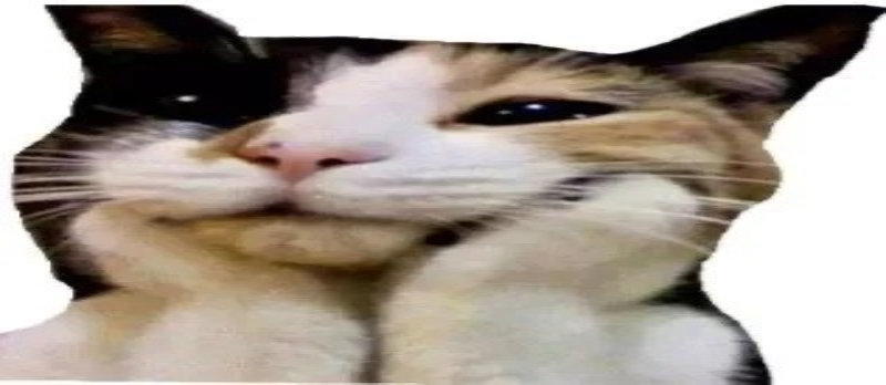 meme mèo biểu cảm hài hước khó đỡ
