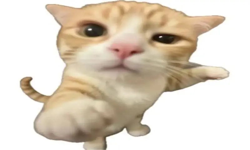 meme mèo cute nhưng cực bựa