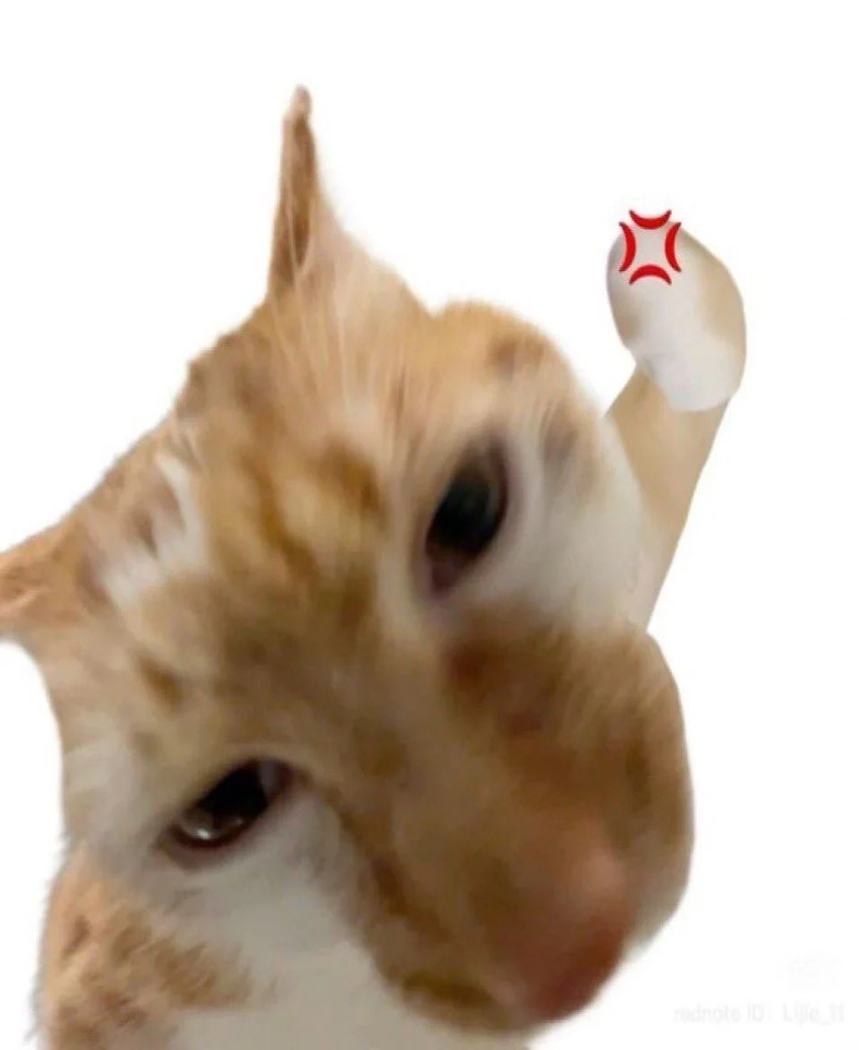 meme mèo troll bạn bè hài hước